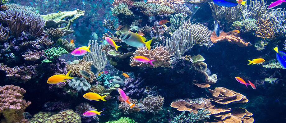 nereids-dive-center-habitat-img1